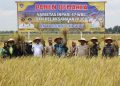 Produktivitas Padi OKU Timur Tembus Peringkat 10 Nasional