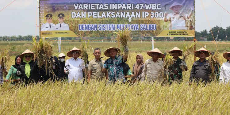 Produktivitas Padi OKU Timur Tembus Peringkat 10 Nasional