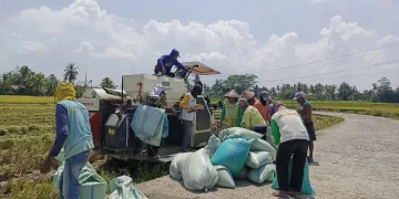 Dinas Pertanian Bersama BPS OKU Timur Lakukan Uji Petik Produktivitas Padi