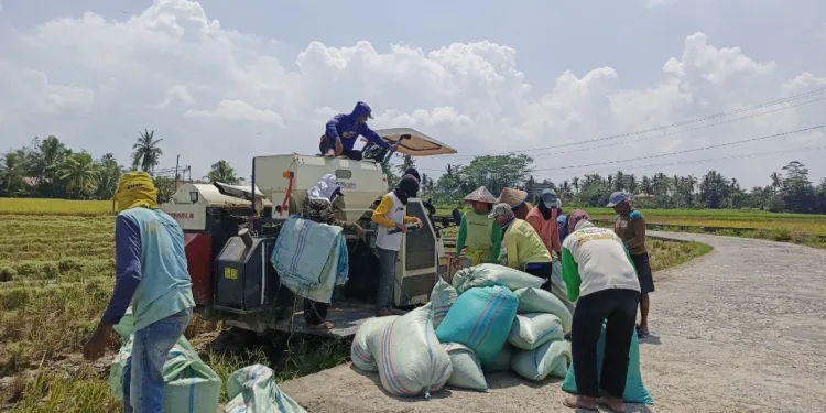 Dinas Pertanian Bersama BPS OKU Timur Lakukan Uji Petik Produktivitas Padi